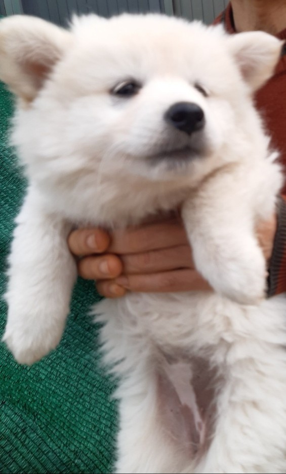 고령군 임시보호소_447520202400160